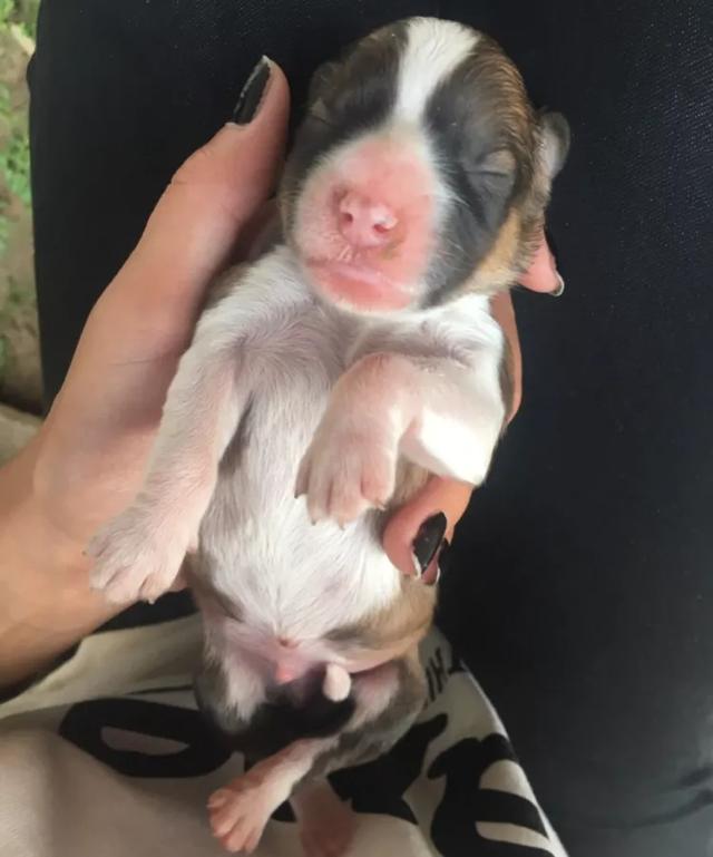 为什么有人说最好不要养3个月以内的小奶狗？插图5