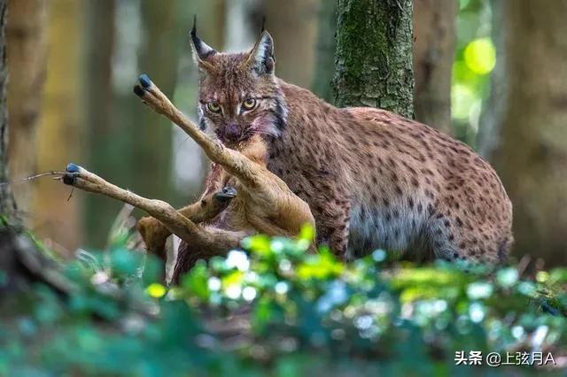 比特犬打架视频:比特犬能够秒杀猞猁吗？猞猁和比特犬究竟谁更厉害？