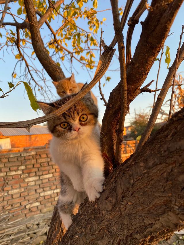 现在的家养猫一辈子不出门对他们来说真的好吗？插图13