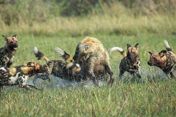 野狗和鬣狗谁厉害，非洲鬣狗和非洲野狗哪一个更加厉害一点