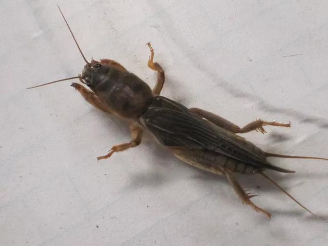 有哪些功效?-惠修网