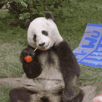 大熊猫知不知道自己是国宝(大熊猫为什么是我国的国宝呢) 