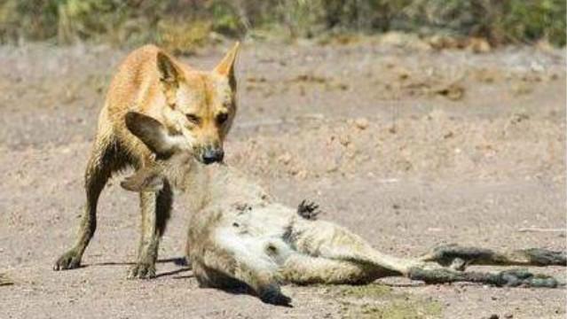 澳洲野犬岛:“村口大黄”到澳变身顶级杀手，吃袋鼠偷绵羊让人头疼，凭什么？ 澳洲野犬视频