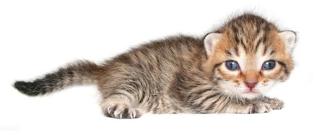 为什么猫更喜欢跟女主人玩耍？插图3