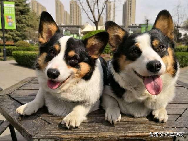 养一条宠物狗多少钱:养500条肉狗要投资多少钱？