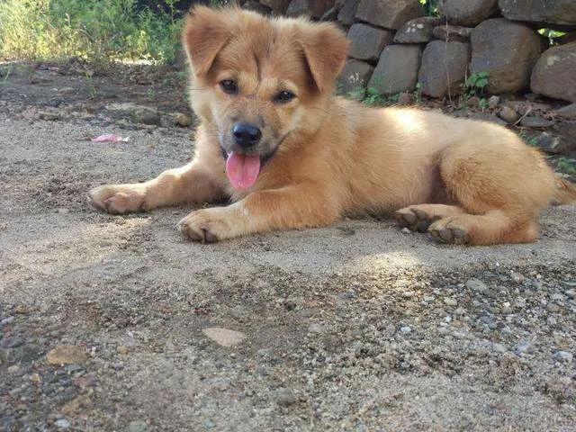 英国跳猎犬幼时:你还记得小时候家里的土狗吗？