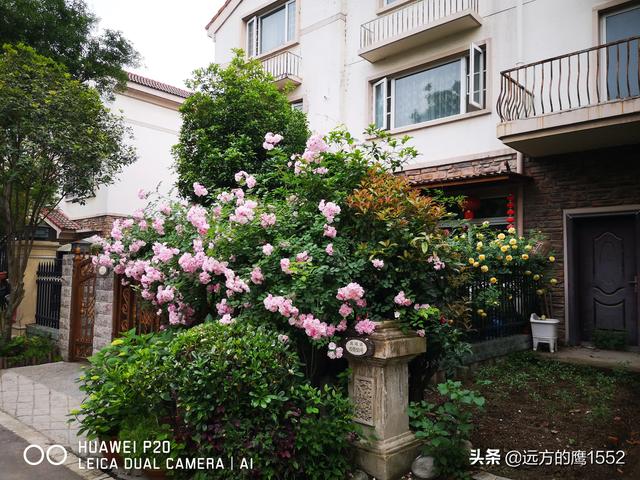 桃叶珊瑚适合种家里吗:绣球花可以种在桂花树下吗？