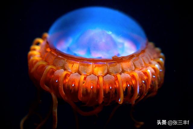 皱鳃鲨海里游泳:大海里到底存在着多少不为人知的恐怖生物？