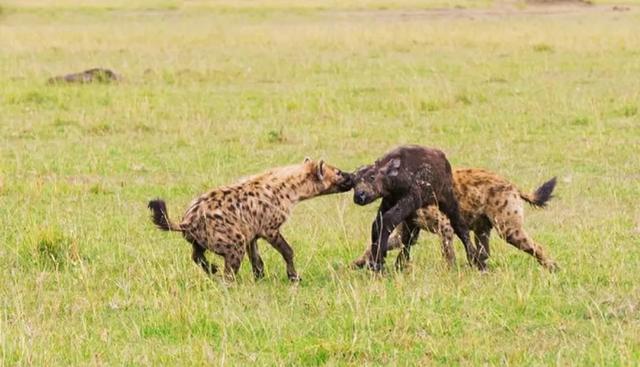 雄性狗的生殖器官图片:有那么多的部位不咬，鬣狗为何偏爱掏肛子？这口味未免太重了？