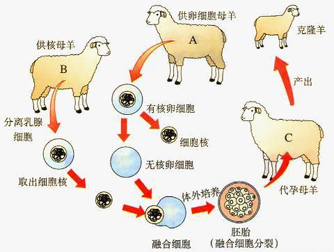 克隆羊多莉事件说明了什么，为什么克隆羊多莉死后，克隆技术突然就不受人推崇了