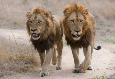 狮子属于猫科还是犬科，老虎、狮子、猫和豹子属于猫科动物，它们的祖先是什么动物呢