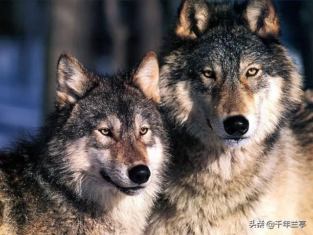 狗狗对屠夫会害怕，在野外屠夫遇到狼是否一样，狼也会怕？插图32