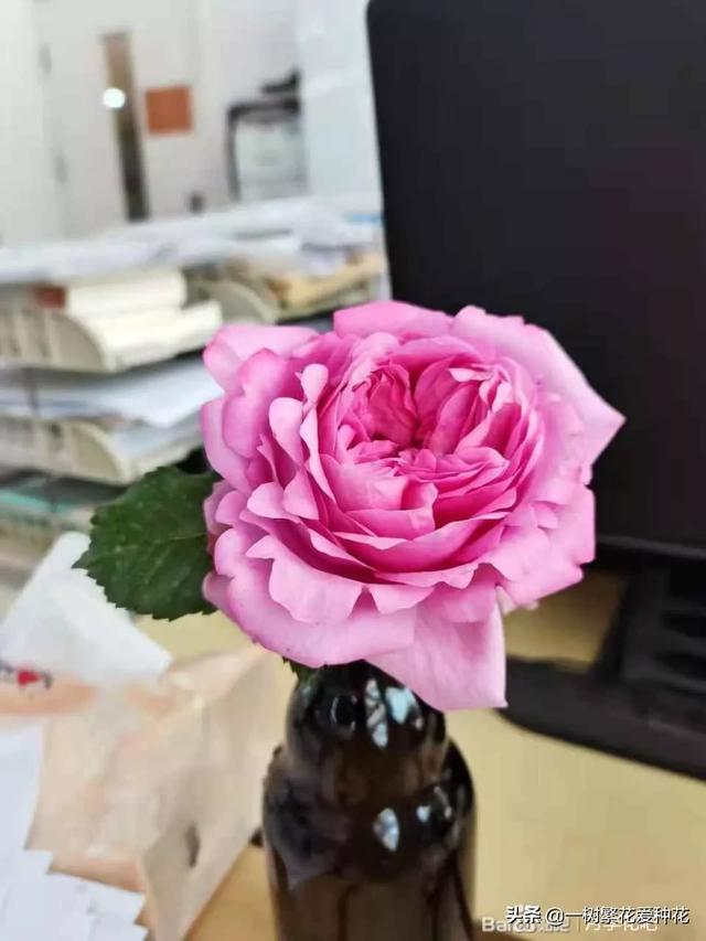 最香的几款月季品种是什么？插图126