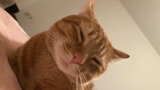 为什么猫更喜欢跟女主人玩耍？插图