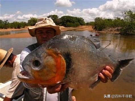 电影食人鱼图片:媒体报道，巴拉圭食人鱼袭击导致4人死亡数十人受伤，怎么回事？