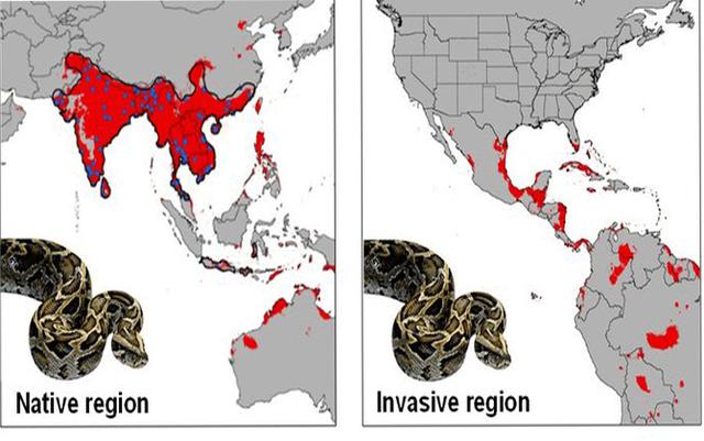 巨蛇，4米大蛇现身三亚，偷吃羊羔！蟒蛇在美国泛滥，为何我国要保护