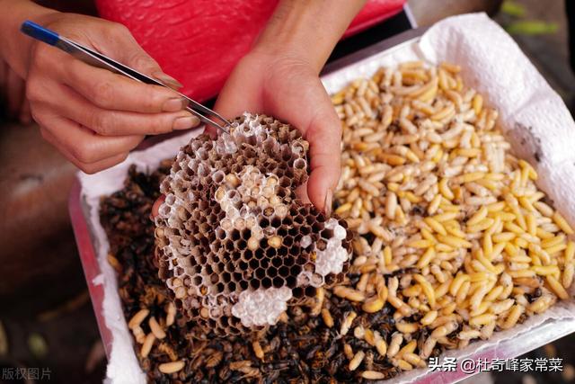 吃蜂蛹过敏怎么办，很多寻蜜蜂人士转为寻胡蜂虎头蜂等胡蜂虎头蜂等销路到底好不好