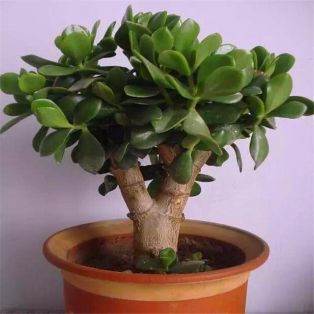 玉树养成盆景的几个技巧，为什么有人养在室内就容易挂掉呢？插图2
