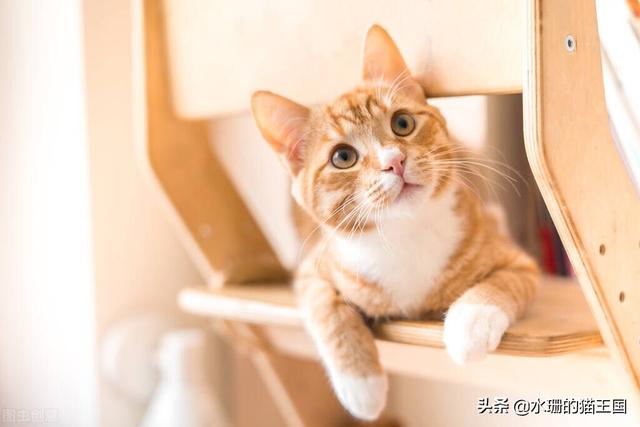 名宠社大连猫舍:为什么我的猫在猫舍好好的一到家就得病？