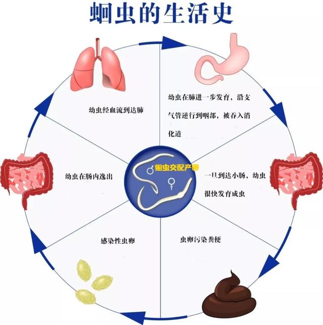 为什么会有蛔虫图片