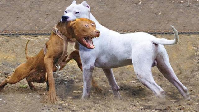 比特vs土佐斗犬视频:成年非洲野狗与成年比特犬关在十平米房间生死斗，谁会胜出？