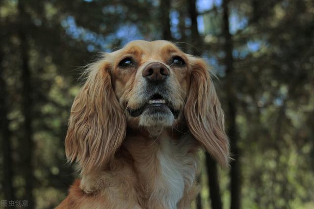 缉毒犬偷吃薯条:有哪些奇怪的动物行为，没有多少人知道？