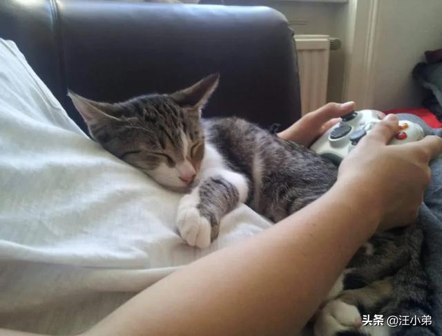 为什么猫更喜欢跟女主人玩耍？插图12