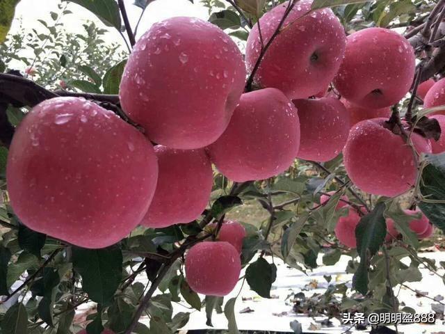 1996年买入贵州茅台1000股,现在会有怎么样的收益？