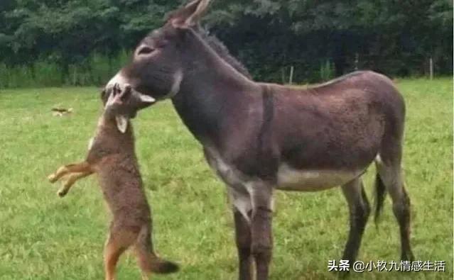非洲野狗:非洲流浪狮子为什么会组成狮群？