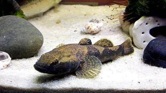 武汉有一种鱼叫土憨巴,你知道是什么鱼吗?-惠修网