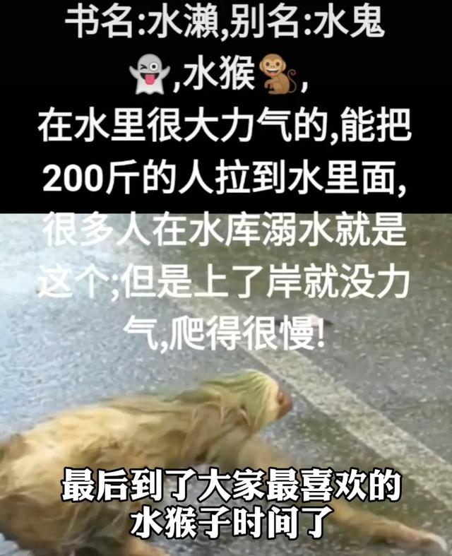 诺里奇梗百科图片:“博物君”无穷小亮为什么那么钟爱解说水猴子？ 诺里奇梗