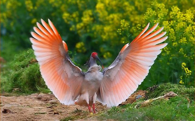 美國國鳥是鷹日本國鳥是綠雉印度國鳥是孔雀那中國國鳥是啥