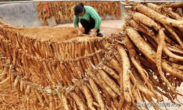 2022年种植什么中药材能够每亩收入3.5万元到8万元？