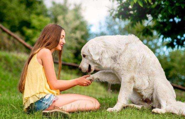 头条问答 狗狗怎么理解狗宝宝的离开 丙润先生的回答 0赞