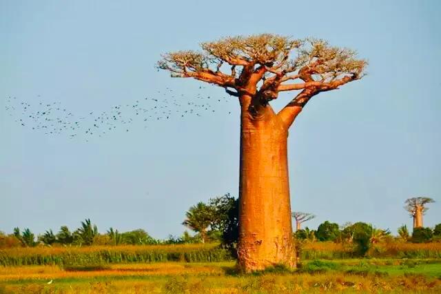 非洲有种树皮可以壮阳，非洲安哥拉卡宾达树皮哪里有卖？