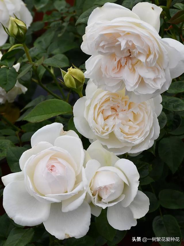最香的几款月季品种是什么？插图104