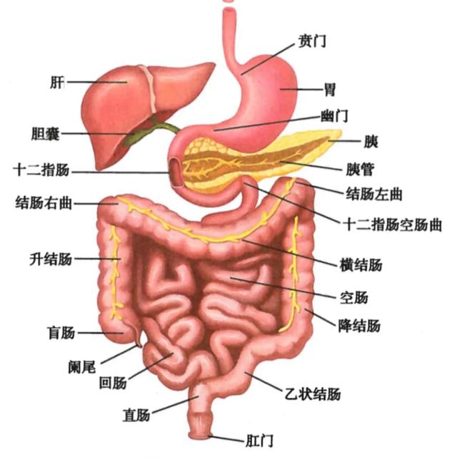 切腹自尽:日本的剖腹自尽，当刀剖开腹部后人还能挣扎多久，有多痛苦？