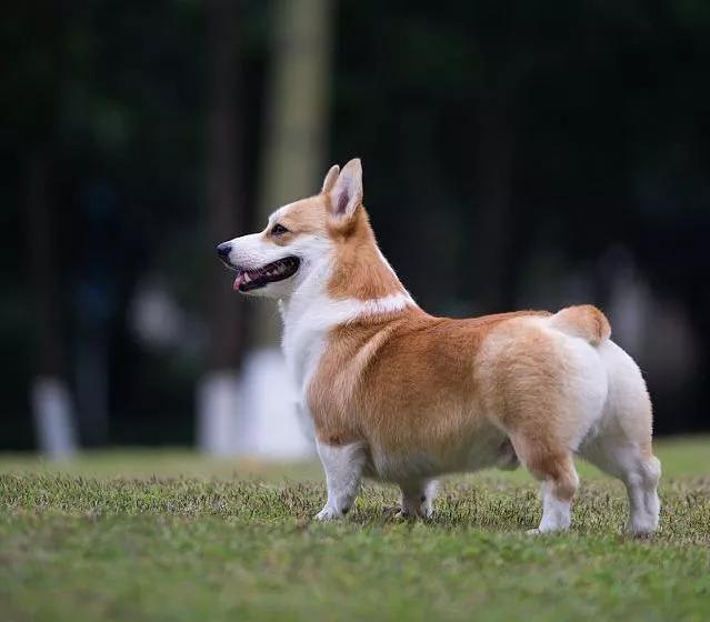 柯基好养吗养柯基幼犬需要注意哪些事项 十万个为什么 家庭百科