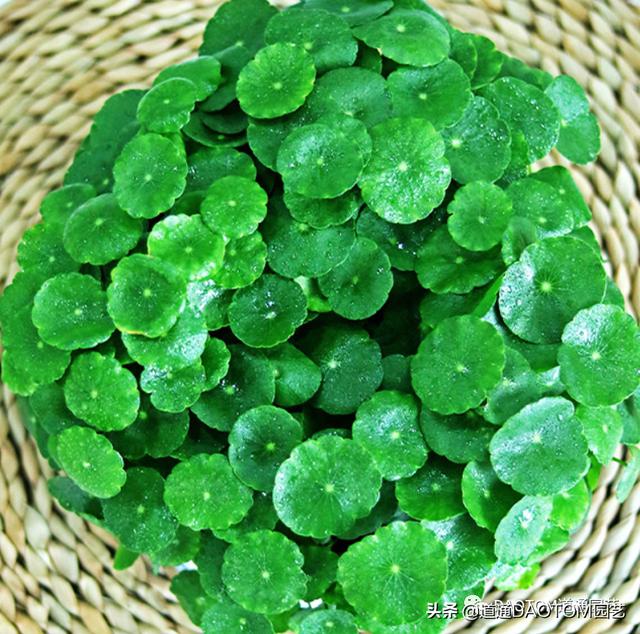 The copper coin grass will come to the spirit as soon as it arrives in