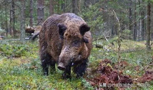 野猪竟然比老虎还厉害？科学家说老虎不如野猪,有科学依据吗？