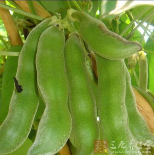 狗豆子什么样:狗豆子长长什么样 狗爪豆有毒，为什么还有这么多人喜欢吃？