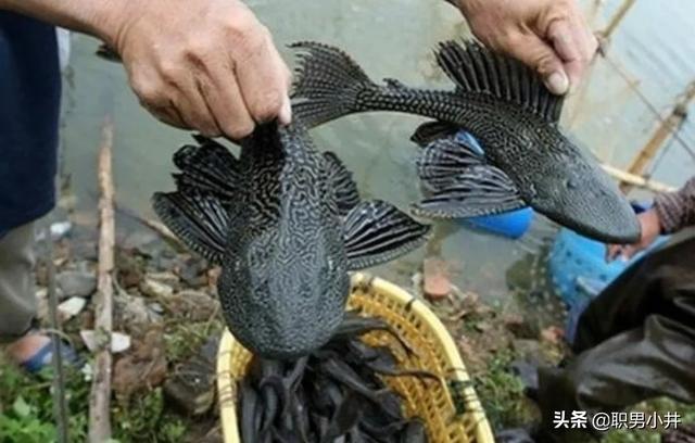 贝林鱼粮:最近想换粮了，有没有性价比高的猫粮品牌推荐？