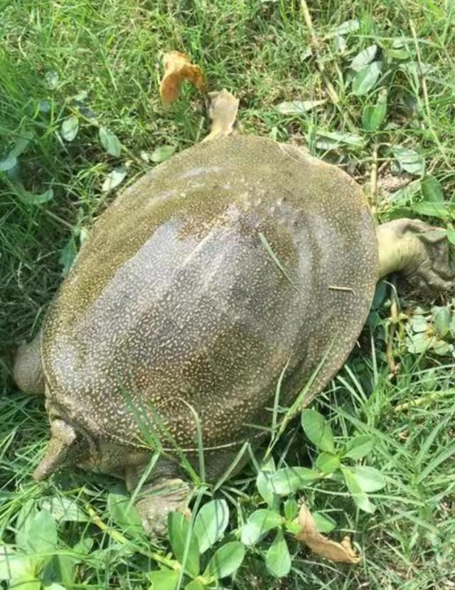 野生水鱼图片:大家在野外钓鱼时，有没有钓到过超过二十斤的野生大甲鱼？