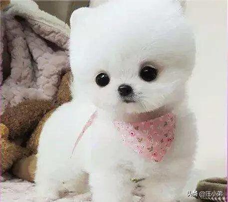 人和狗分开之后，狗狗还会记得以前的主人吗？插图70