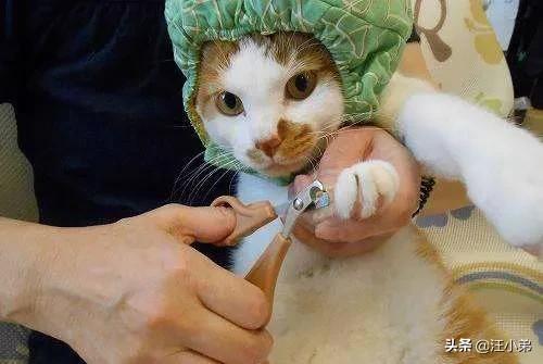 猫癣:猫咪有6年了，身上毛越来越少，还有猫癣什么办法最好？