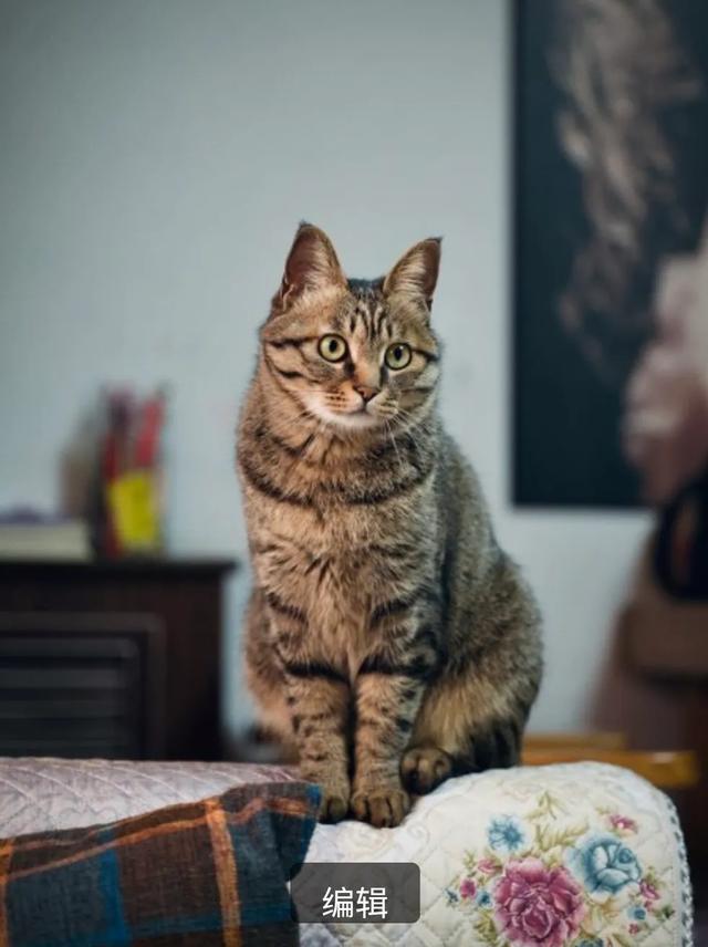 猫怕黄瓜图片gif:为什么有些猫咪害怕香蕉？