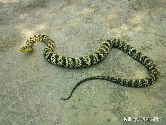 陕西蛇的种类:为什么都说秦岭最大的蛇是王锦蛇？难道秦岭没有蟒蛇吗？ 陕西分布蛇的种类