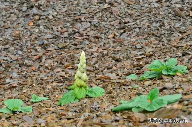 今年喜马拉雅山帝王花图片:喜马拉雅山400年一见的帝王花 有一种兰花叫“鬼兰”，一朵花能换一套房子，是真的吗？