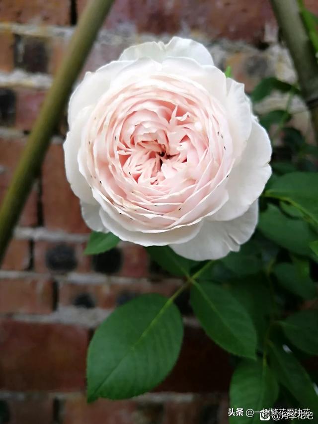 最香的几款月季品种是什么？插图107