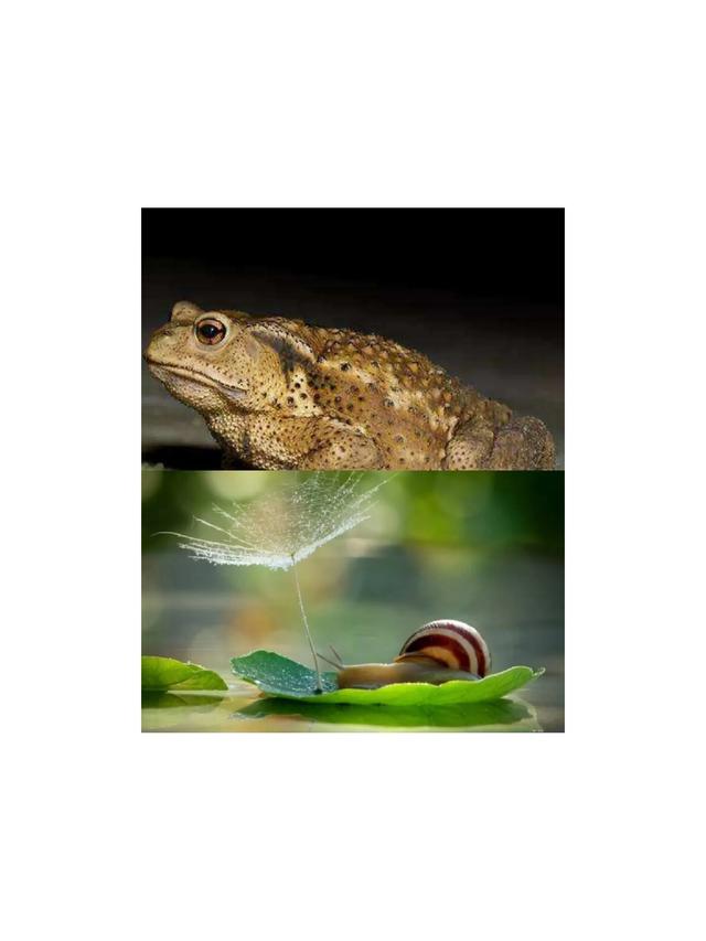 大家听过或经历过最感人的动物报恩的故事是什么？插图3